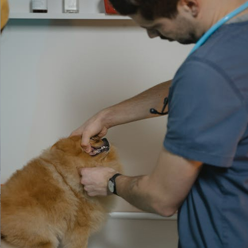 Perro con veterinario