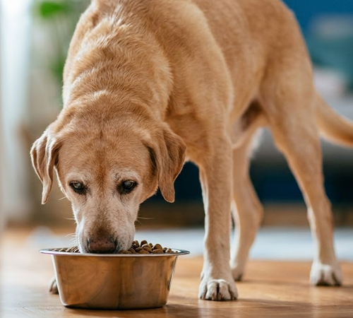 older dog eating