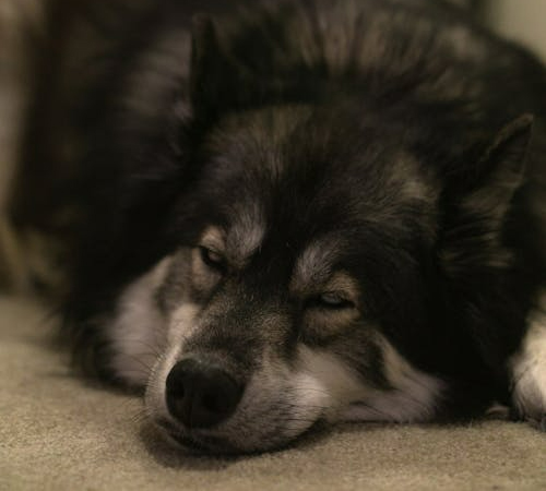 older dog sleeping