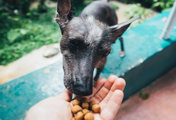 Perro recibiendo premio