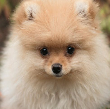 Pomerania, una de las razas mas pequeñas