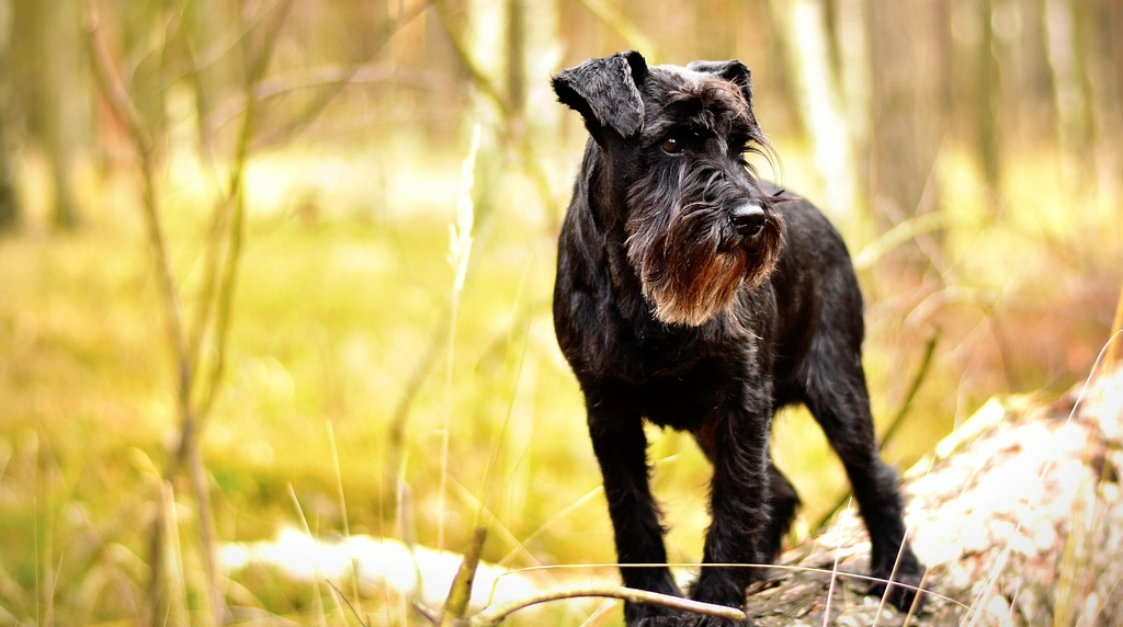 schnauzer miniatura adulto