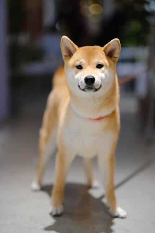Shiba inu medium dog