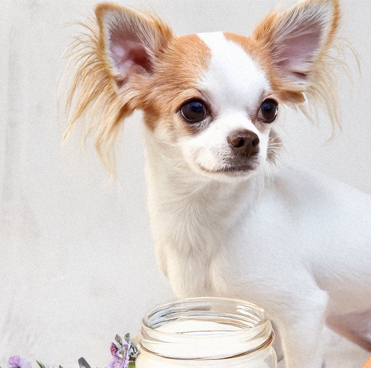 Chihuahua toy, raza mas pequeña