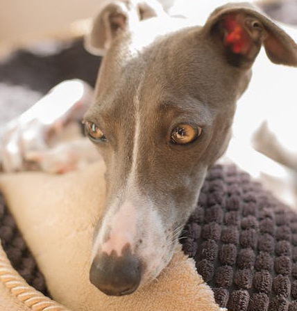 galgo pelo sofa
