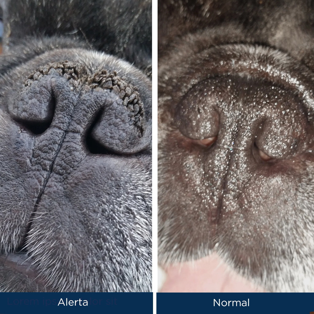 Trufa sana de perro vs trufa enferma de perro