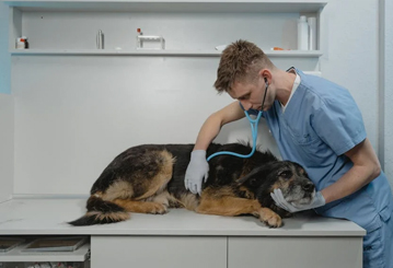 Veterinario con perro con intolerancia