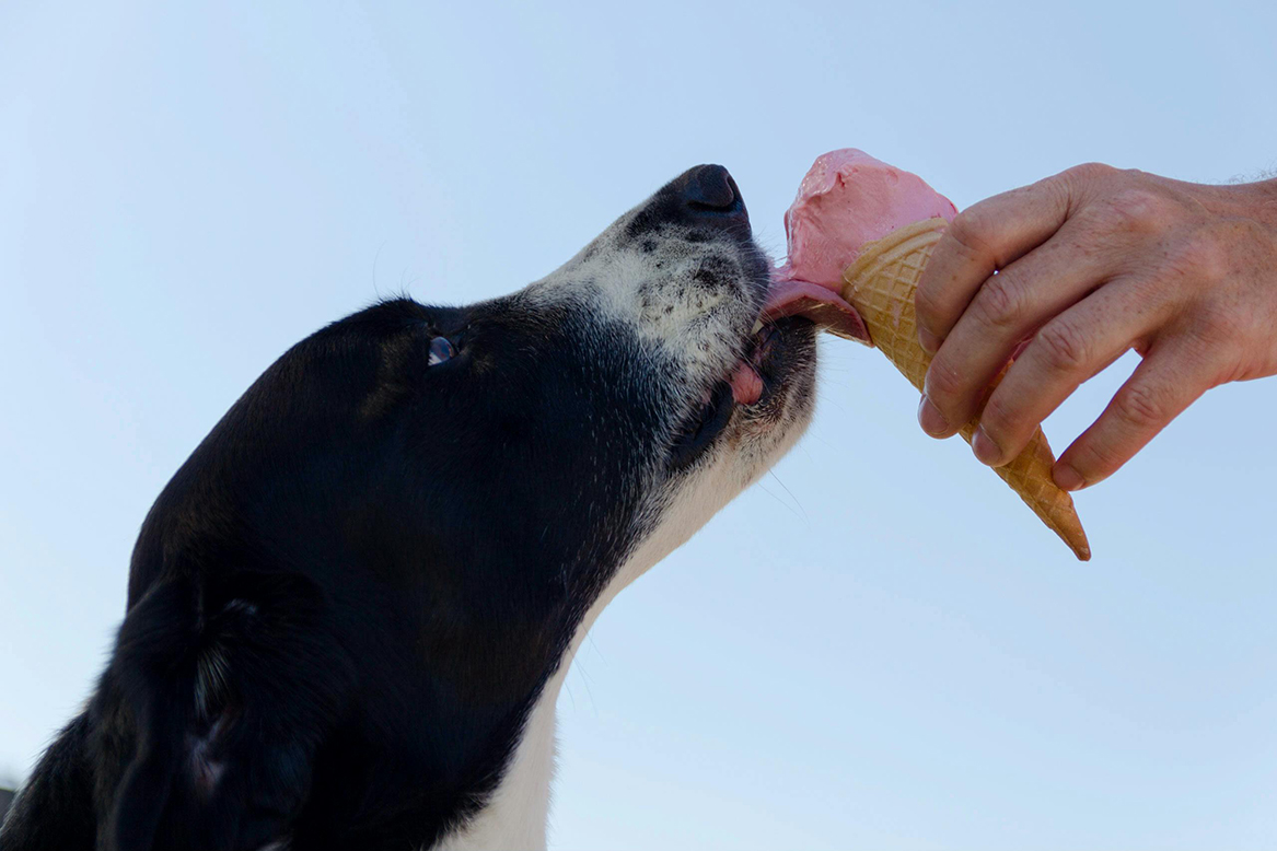Perro lamiendo un helado, alimento prohibido por su alto contenido de azúcar