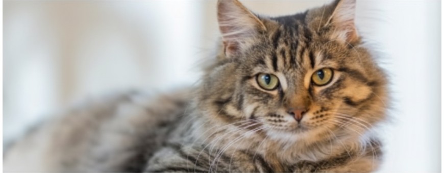 Taurina en gatos: por qué es esencial y cómo incluirla en su dieta