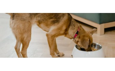 ¿Cuándo debe comer un perro cachorro? Horarios y tomas por edad