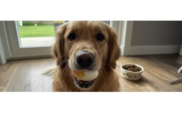 ¿Huevo para perros? Beneficios, riesgos y cómo darlo bien.
