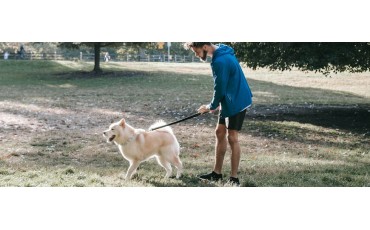 Guía definitiva para nuevos tutores de perro: cuidados, rutinas y errores de novato