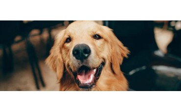 Perro feliz: guía práctica para su bienestar