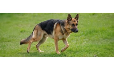 ¿Por qué cojea mi perro de la pata trasera (o delantera)? Causas, señales y soluciones en casa