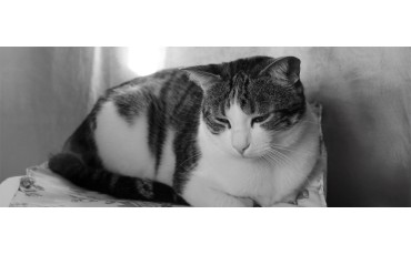 Como saber si tu gato tiene fiebre. 