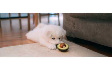 ¿Los perros pueden comer aguacate? Guía práctica y segura
