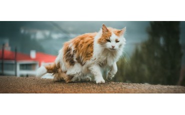 ¿Cuántos años vive un gato? Guía clara de esperanza de vida (interior vs exterior)