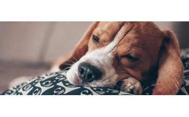 Música relajante para perros: guía práctica, segura y con evidencia