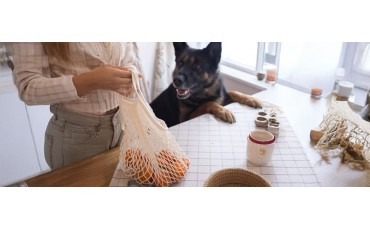 ¿Los perros pueden comer mandarina? Guía completa y práctica