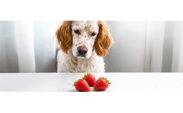 ¿Los perros pueden comer fresas?