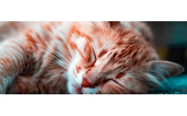¿Cuántas horas duerme un gato? Guía completa según su edad