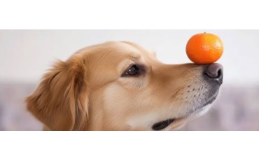 ¿los perros pueden comer naranja y mandarina?