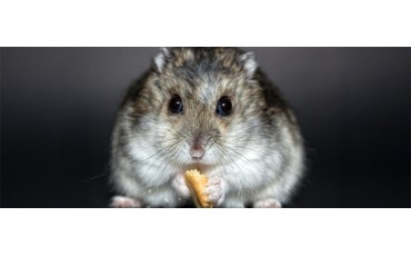 How Long Does a Hamster Live: Real Life Expectancy by Species and How to Extend It