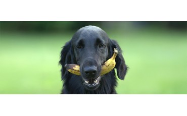 ¿Los perros pueden comer plátano? (sí, pero con estas reglas)