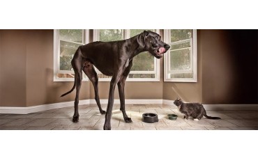 ¿Cuál es el perro más grande del mundo? Por altura y por peso.