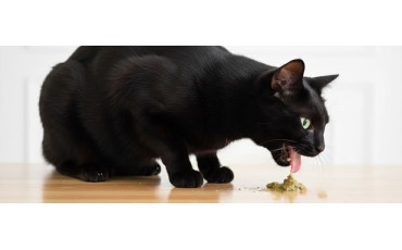 Vómitos en gatos: causas más comunes, qué significan y qué hacer