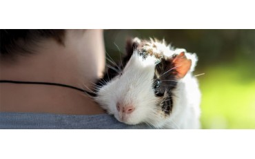 Cobayas: guía completa de cuidados, alimentación, jaula ideal y salud