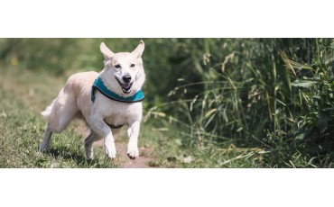 Razas de perros medianos: guía para elegir la ideal (con tabla comparativa)