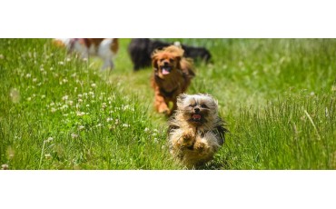 Perro más pequeño del mundo: cuál es la raza, cuánto mide y qué debes saber antes de elegir uno