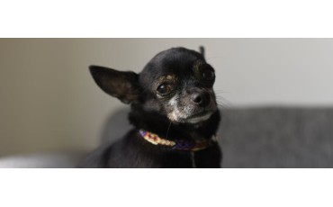 Perro viejito: cuidados, síntomas y alimentación para que viva mejor esta etapa