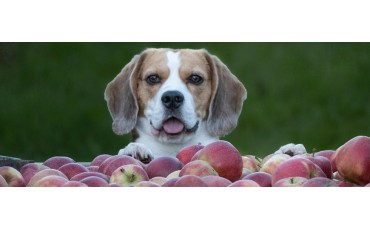 ¿Los perros pueden comer manzana? Beneficios, cantidades y cómo dársela sin riesgos
