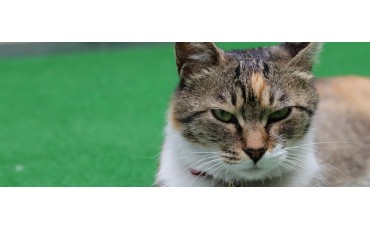 Nombres para gatos macho: ideas bonitas, originales y fáciles de elegir