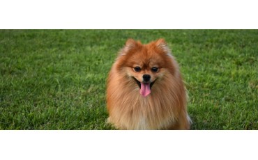 Perros mini: las mejores razas pequeñas y todo lo que necesitas saber