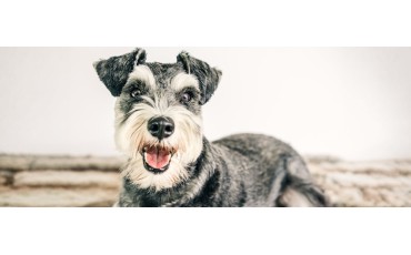 Schnauzer mini: características, carácter, cuidados y consejos antes de tener uno