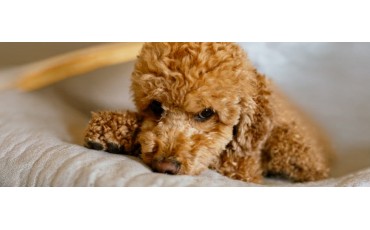 Perros que no sueltan pelo: las mejores razas y cuidados básicos