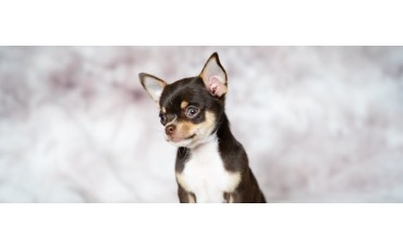 Chihuahua: carácter, cuidados, tipos, salud y consejos antes de tener uno