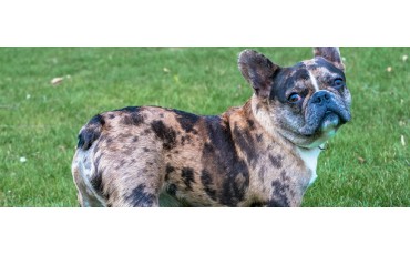 Bulldog francés: características, cuidados, carácter, precio y consejos antes de tener uno