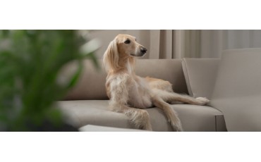 Galgo afgano: características, carácter, cuidados y alimentación