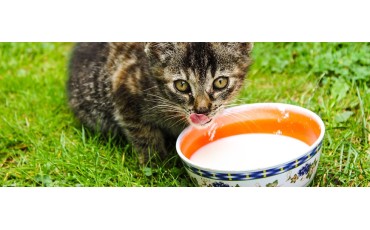 Leche para gatos bebés: cuál puede tomar un gatito y cómo prepararla bien
