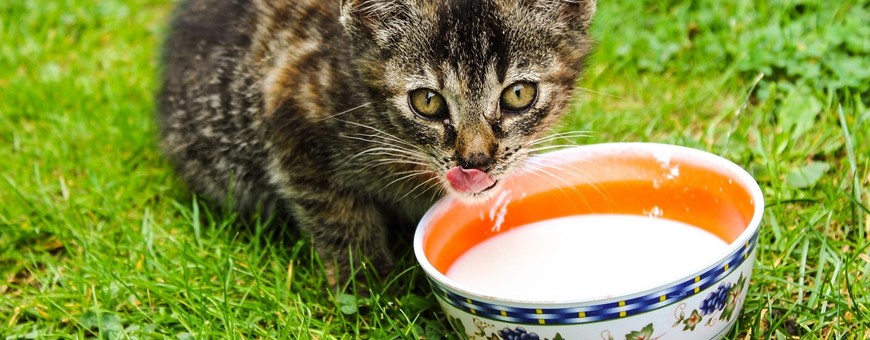 Leche para gatos bebés: cuál puede tomar un gatito y cómo prepararla bien