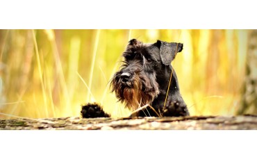 Nombres para perros macho: ideas bonitas, originales y fáciles de recordar